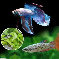 楽天市場】ベタ 生体（観賞魚｜熱帯魚・アクアリウム）：ペット 