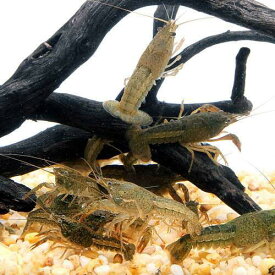 楽天市場 淡水 フグ 飼育 セット エサ 熱帯魚 アクアリウム ペット ペットグッズの通販