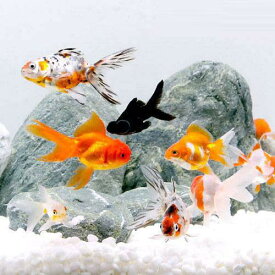 （国産金魚）オタマ金魚ミックス　Мサイズ（3匹）