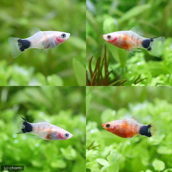割り引き 熱帯魚 ハイフィンレッドバック ミッキーマウスプラティ ３匹 北海道航空便要保温 Champagne Dissaux Brochot Com