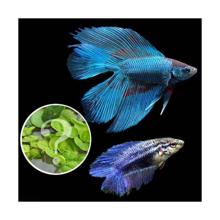 楽天市場 熱帯魚 水草 ベタ ダブルテール 色指定なし おまかせ浮き草３種セット付き １ペア 北海道航空便要保温 Charm 楽天市場店