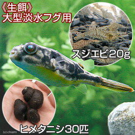 楽天市場 ふぐ ペット ペットグッズ の通販