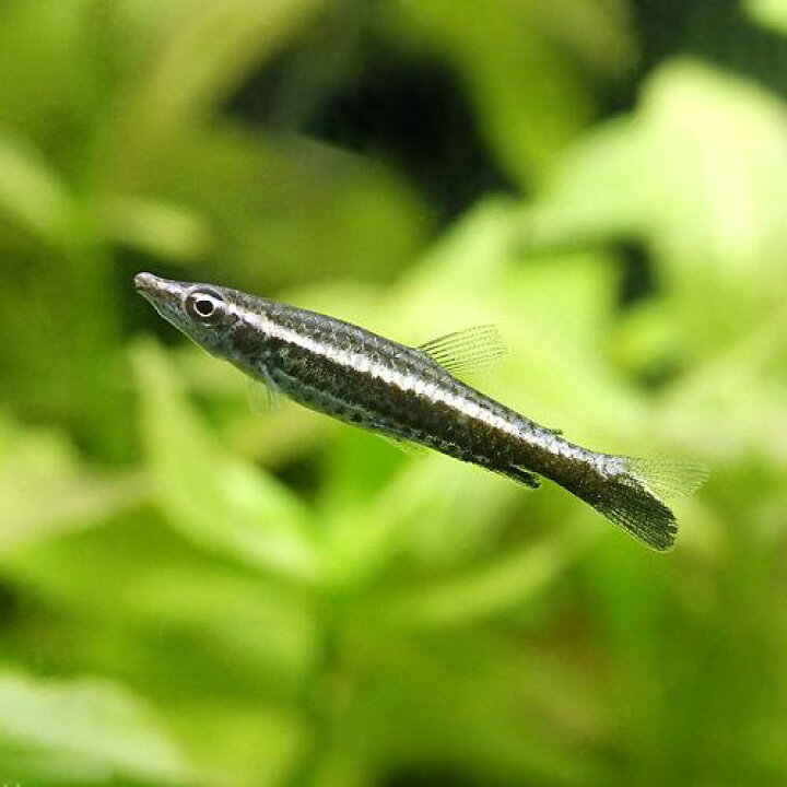 楽天市場 熱帯魚 ペンシル フィッシュ ８匹 北海道 九州航空便要保温 沖縄別途送料 Charm 楽天市場店