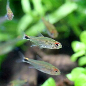 楽天市場 小型水槽用小型カラシンの通販