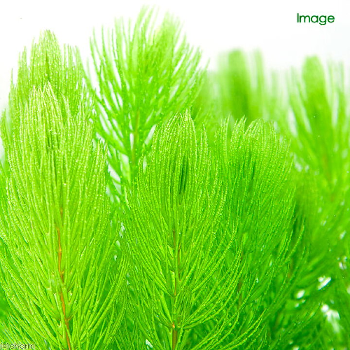 楽天市場 水草 マルチリングブラック 黒 マツモ ミニ 無農薬 3個 北海道航空便要保温 Charm 楽天市場店 楽天市場 水草 マルチリングブラック 黒 マツモ ミニ 無農薬 3個 北海道航空便要保温 Charm 楽天市場店