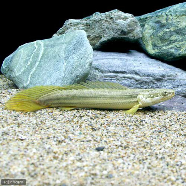 楽天市場】（熱帯魚）ポリプテルス・ビキール・ビキール カミハタ  