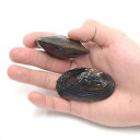 （エビ・貝）マツカサ貝（6匹）