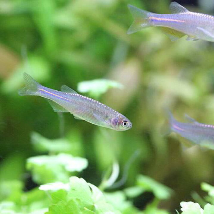世界の人気ブランド 熱帯魚 ゼブラ ダニオ １０匹 北海道航空便要保温 Champagne Dissaux Brochot Com