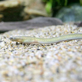 楽天市場 ウナギ 生体の通販 楽天市場 ウナギ 生体の通販