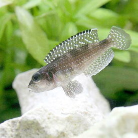 楽天市場 大型 熱帯魚 人気の通販