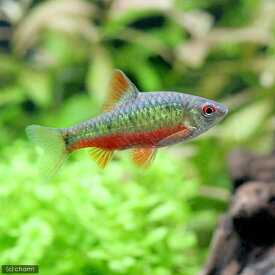 楽天市場 熱帯魚 プンティウスの通販