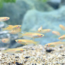 楽天市場 ポリプテルス 餌 アカヒレの通販
