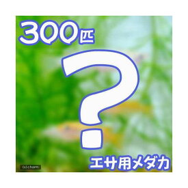 楽天市場 えさ用メダカの通販