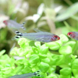 【4／10限定】当選確率2分の1！1等最大100％　（熱帯魚）ラミーノーズ・テトラ（ブリード）（12匹）　北海道・九州航空便要保温
