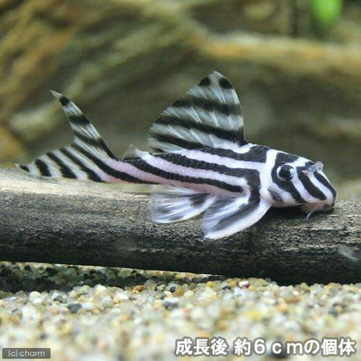 楽天市場】（熱帯魚）インペリアルゼブラプレコ Sサイズ  