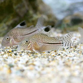 （熱帯魚）コリドラス・ジュリー　コロンビア（ワイルド）（3匹）　北海道・九州航空便要保温