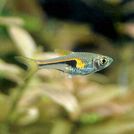 （熱帯魚）ラスボラ・ヘンゲリー（3匹）　北海道・九州航空便要保温