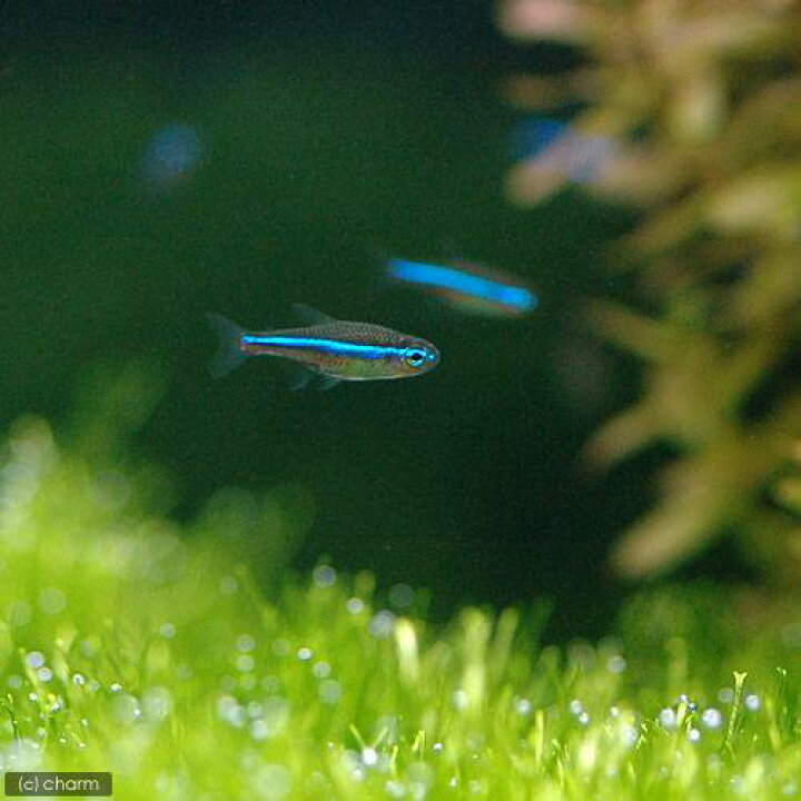 楽天市場 熱帯魚 グリーンネオンテトラ ワイルド ３匹 北海道 九州 沖縄航空便要保温 Charm 楽天市場店