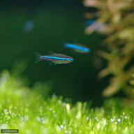 （熱帯魚）グリーンネオンテトラ（ワイルド）（5匹）　北海道・九州航空便要保温