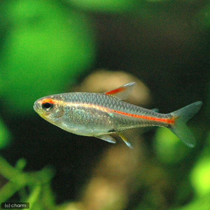 楽天市場 熱帯魚 グローライト テトラ ５匹 北海道 九州 沖縄航空便要保温 Charm 楽天市場店