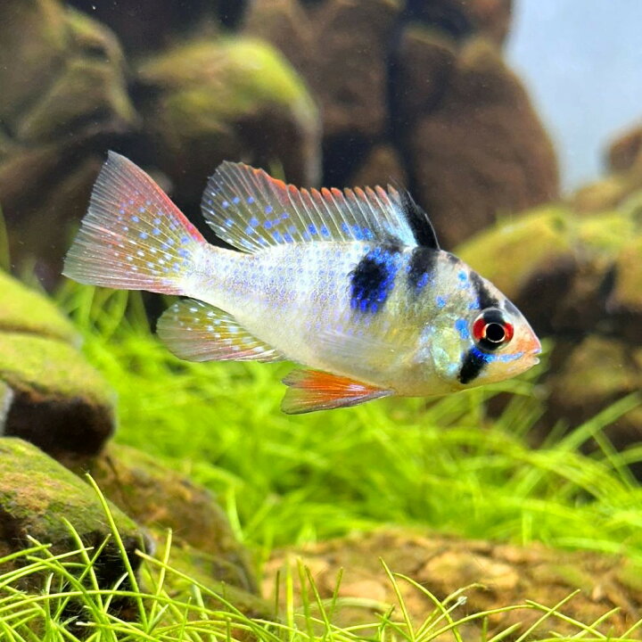 楽天市場 熱帯魚 オランダ ラミレジィ 国産ブリード １匹 北海道航空便要保温 Charm 楽天市場店