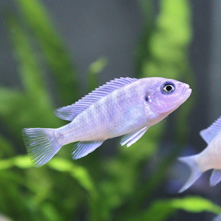 楽天市場】（熱帯魚）コバルトブルー・シクリッド（8匹） 北海道 
