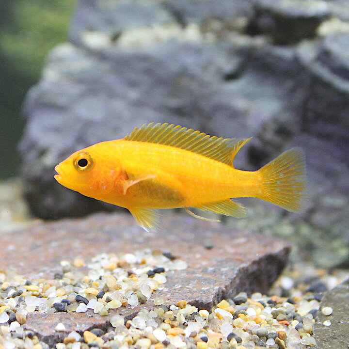 楽天市場】（熱帯魚）オレンジゼブラ・シクリッド（8匹） 北海道 