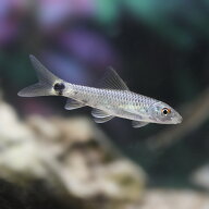 （熱帯魚）シルバー・フライングフォックス（3匹）　北海道・九州航空便要保温