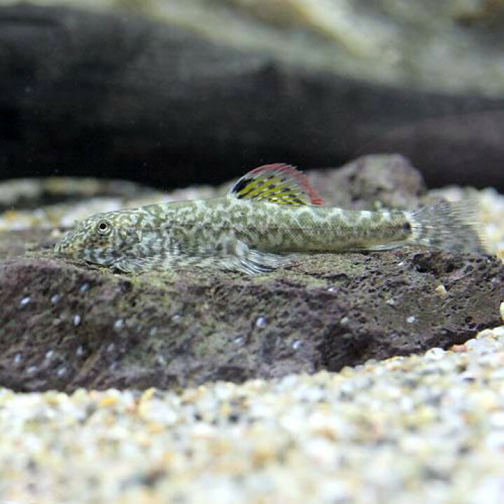 熱帯魚）一点物 キクラsp．ブロコポンド セミショートボディ L 