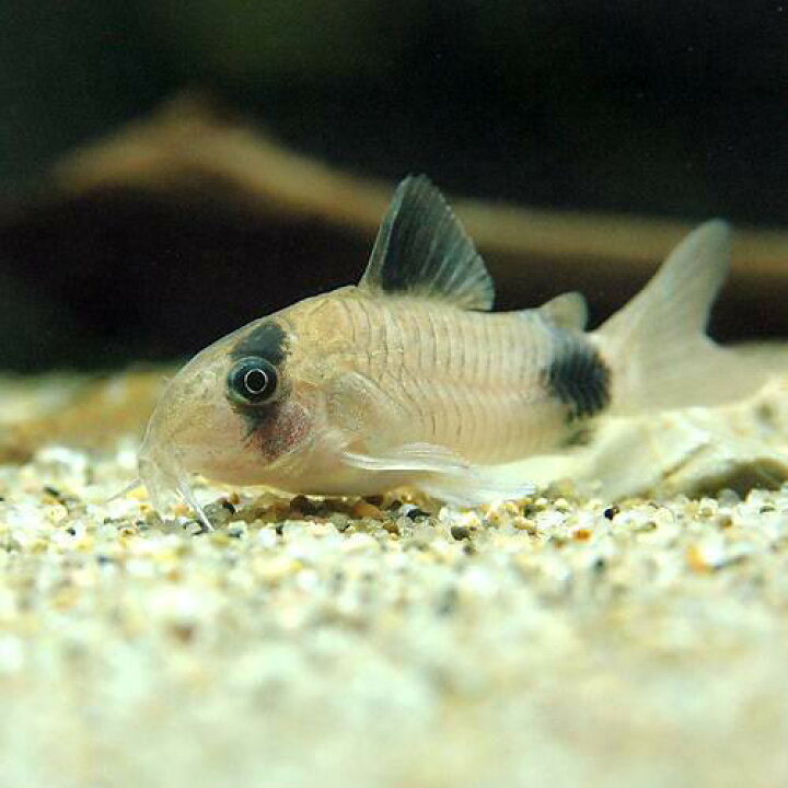 楽天市場 熱帯魚 コリドラス パンダ ６匹 北海道 九州 沖縄航空便要保温 Charm 楽天市場店