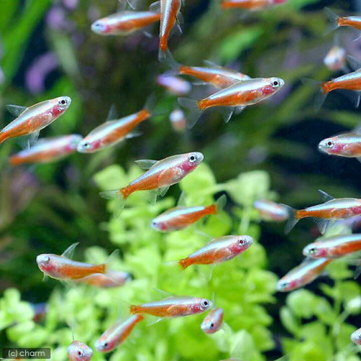 半額SALE/ 熱帯魚 アルビノ 5匹 九州 北海道 沖縄航空便要保温 カージナルテトラ 観賞 半額SALE/ 熱帯魚 アルビノ 5匹 九州 北海道 沖縄航空便要保温 カージナルテトラ 観賞