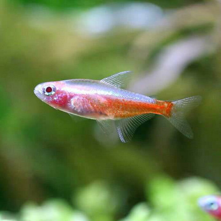 楽天市場 熱帯魚 アルビノ カージナルテトラ １０匹 北海道 九州 沖縄航空便要保温 Charm 楽天市場店