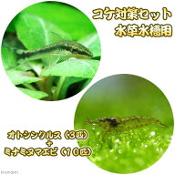 （熱帯魚）（エビ）コケ対策セット　水草水槽用　オトシンクルス（3匹）＋ミナミヌマエビ（10匹）　北海…