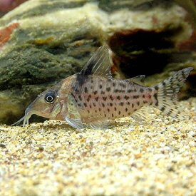 楽天市場 アマゾン川 熱帯魚 種 観賞魚 コリドラス の通販