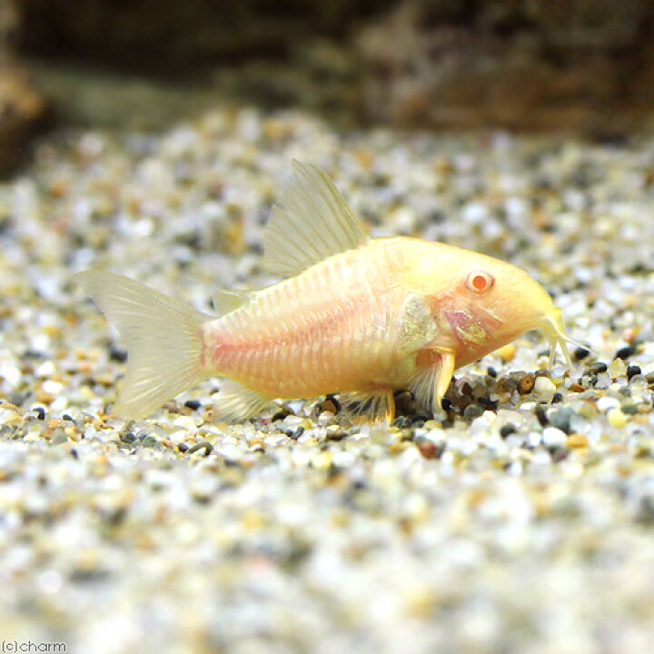 今だけ限定15 Offクーポン発行中 熱帯魚 コリドラス アエネウス １匹 アルビノ 北海道航空便要保温 Shipsctc Org