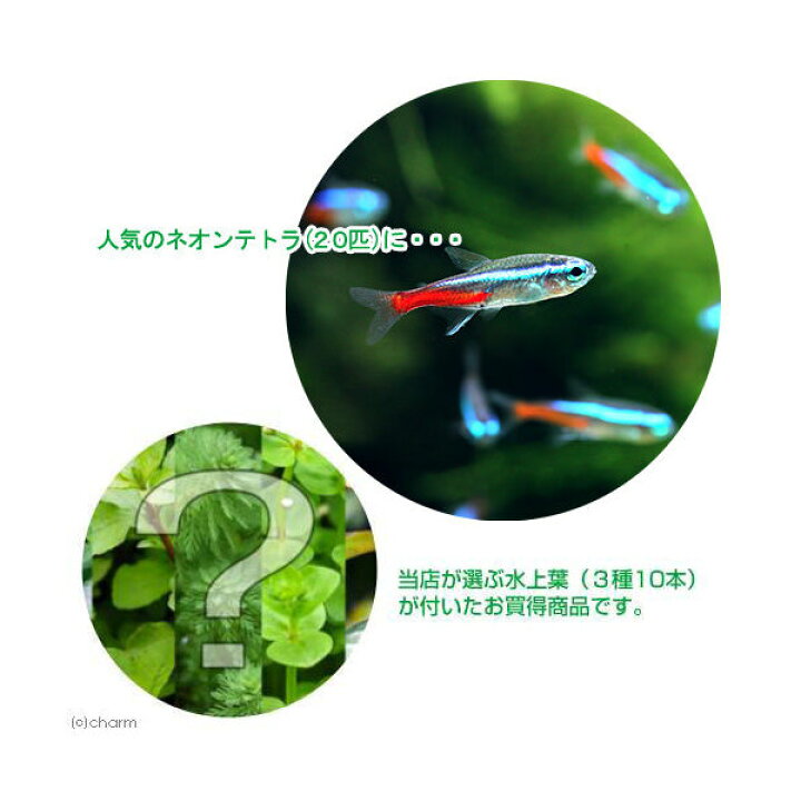 楽天市場】(熱帯魚)(水草)ネオンテトラ(20匹) +おまかせ水上葉3種セット 計10本 北海道・九州航空便要保温 : charm 楽天市場店 楽天市場】(熱帯魚)(水草)ネオンテトラ(20匹) +おまかせ水上葉3種セット 計10本 北海道・九州航空便要保温 : charm 楽天市場店