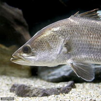 楽天市場】バラマンディ（観賞魚｜熱帯魚・アクアリウム）：ペット 