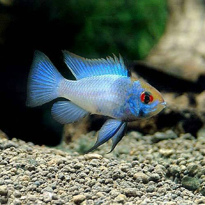 最安値級価格 熱帯魚 アピストグラマ アガシジィ ダブルレッド メス １匹 北海道航空便要保温 Shipsctc Org