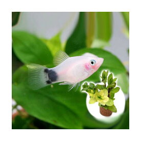 楽天市場 ミッキーマウス 熱帯魚 アクアリウム ペット ペットグッズ の通販
