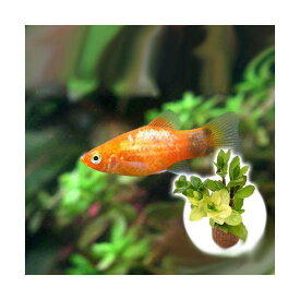 楽天市場 熱帯魚 ミッキーマウスプラティの通販