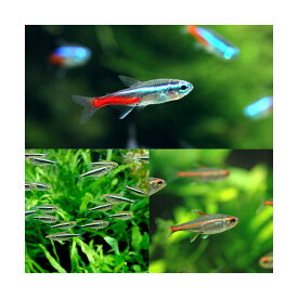 楽天市場 初心者 セット 熱帯魚 アクアリウム ペット ペットグッズ の通販