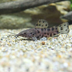 （熱帯魚）ブロッチ・ホプロ（3匹）　北海道・九州航空便要保温