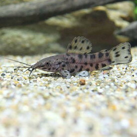 楽天市場 アマゾン川 熱帯魚 種 観賞魚 コリドラス の通販 楽天市場 アマゾン川 熱帯魚 種 観賞魚 コリドラス の通販