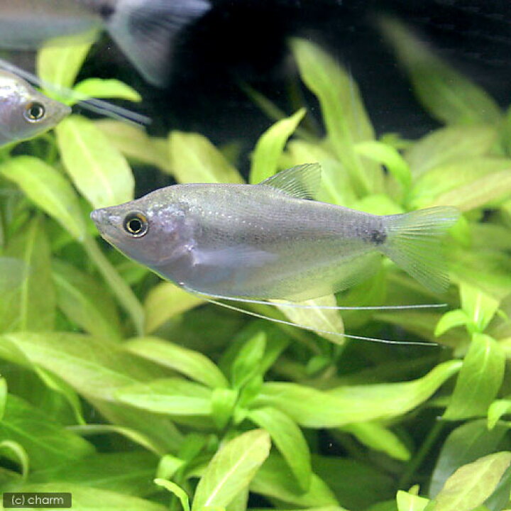 熱帯魚 ゴールデンハニーレッド ドワーフグラミー 九州 北海道 沖縄航空便要保温1,280円 3匹 大人気新作 ドワーフグラミー 熱帯魚 ゴールデンハニーレッド ドワーフグラミー 九州 北海道 沖縄航空便要保温1,280円 3匹 大人気新作 ドワーフグラミー