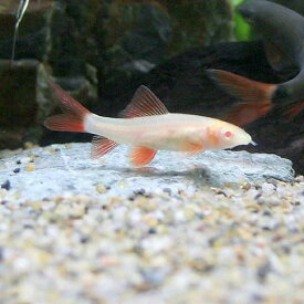楽天市場 ブラックシャーク 熱帯魚 熱帯魚 アクアリウム ペット ペットグッズ の通販
