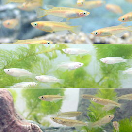 楽天市場 金魚 メダカ 錦鯉 日淡 金魚 メダカ 錦鯉 日淡 メダカ 体色で選ぶ 白系 Charm 楽天市場店