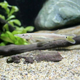 楽天市場 肉食魚生体の通販