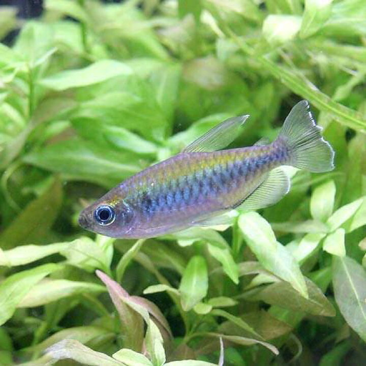 楽天市場 熱帯魚 コンゴテトラ ワイルド 1匹 北海道 九州航空便要保温 Charm 楽天市場店 楽天市場 熱帯魚 コンゴテトラ ワイルド 1匹 北海道 九州航空便要保温 Charm 楽天市場店