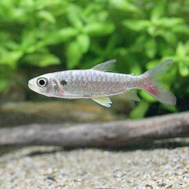（熱帯魚）イエローピンクテール・カラシン（1匹）　北海道航空便要保温
