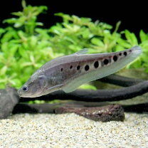 楽天市場】古代魚（観賞魚｜熱帯魚・アクアリウム）：ペット・ペット  